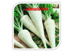 Seminte de patrunjel JADRAN