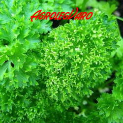 Seminte de patrunjel Moss Curled