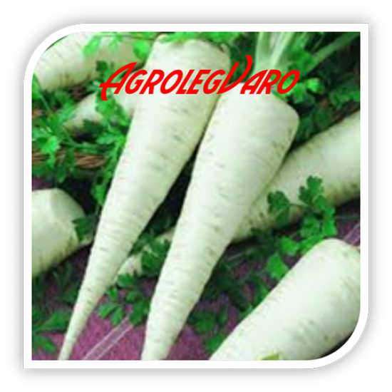 Seminte de patrunjel ORBIS