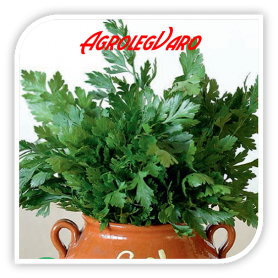 Seminte de patrunjel PLAIN LEAVED 2