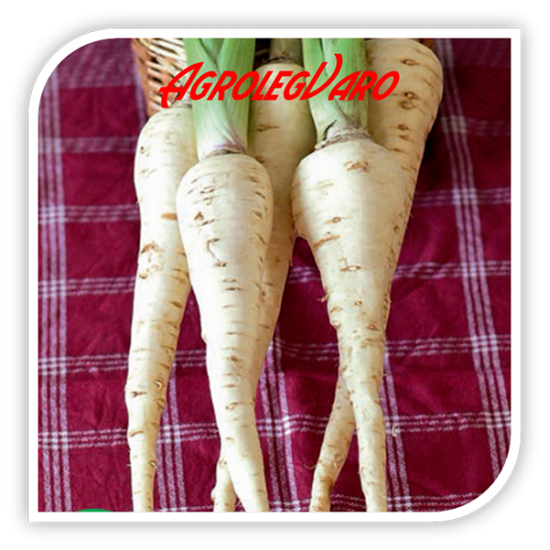 Seminte de pastarnac WHITE GEM