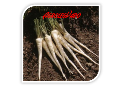 Seminte de patrunjel de radacina EAGLE drajat