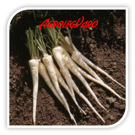 Seminte de patrunjel de radacina EAGLE drajat