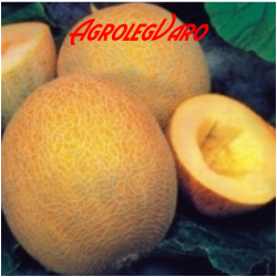 Seminte de pepene galben Ananas f1