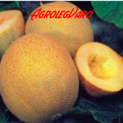 Seminte de pepene galben Ananas f1