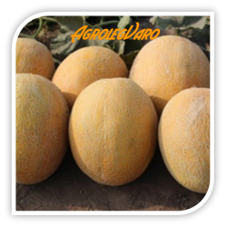 Seminte de pepene galben FLANDER F1