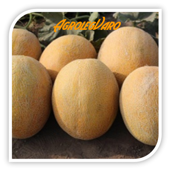 Seminte de pepene galben FLANDER F1