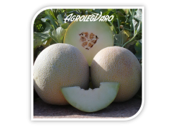 Seminte de pepene galben GALIA-SUPER SWEET F1