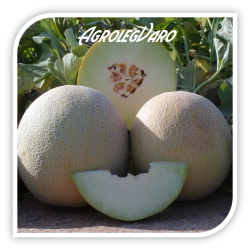 Seminte de pepene galben GALIA-SUPER SWEET F1