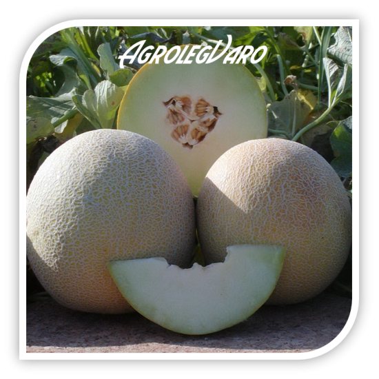 Seminte de pepene galben GALIA-SUPER SWEET F1
