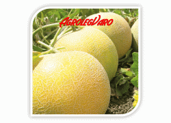 Seminte de pepene galben JUCAR F1