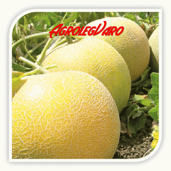 Seminte de pepene galben JUCAR F1