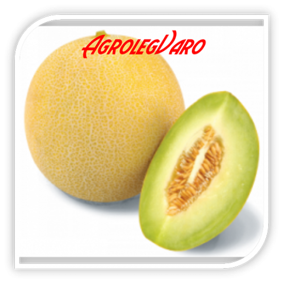 Seminte de pepene galben TENOR F1