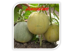 Seminte de pepene galben WALLER F1