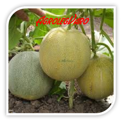 Seminte de pepene galben WALLER F1