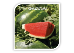 Seminte de pepene verde ARASHAN F1