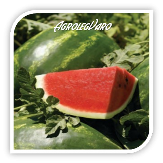 Seminte de pepene verde ARASHAN F1