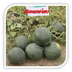 Seminte de pepene verde AS5 WM 9300 F1