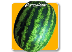 Seminte de pepene verde CELINE F1