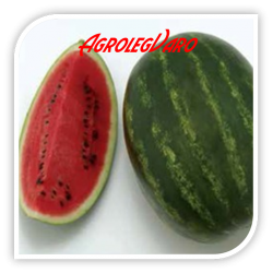 Seminte de pepene verde CRIMSON RUBY F1