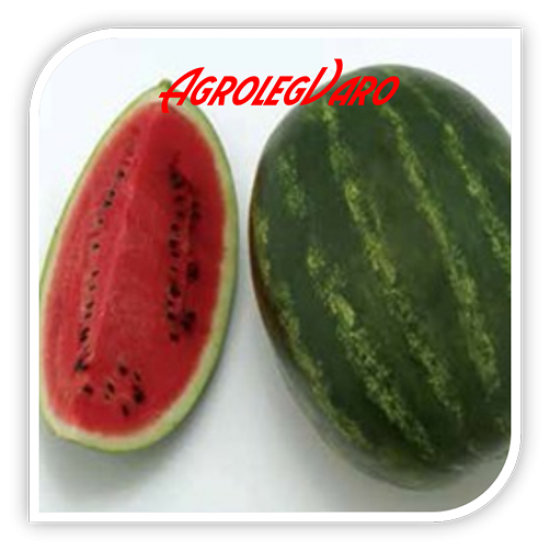 Seminte de pepene verde CRIMSON RUBY F1