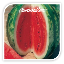 Seminte de pepene verde CRIMSON SWEET AS