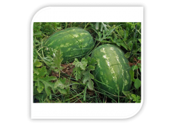 Seminte de pepene verde CRIMSON SWEET VL