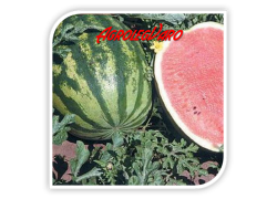 Seminte de pepene verde CRIMSON SWEET ZK