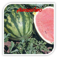 Seminte de pepene verde CRIMSON SWEET ZK