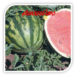 Seminte de pepene verde CRIMSON SWEET ZK