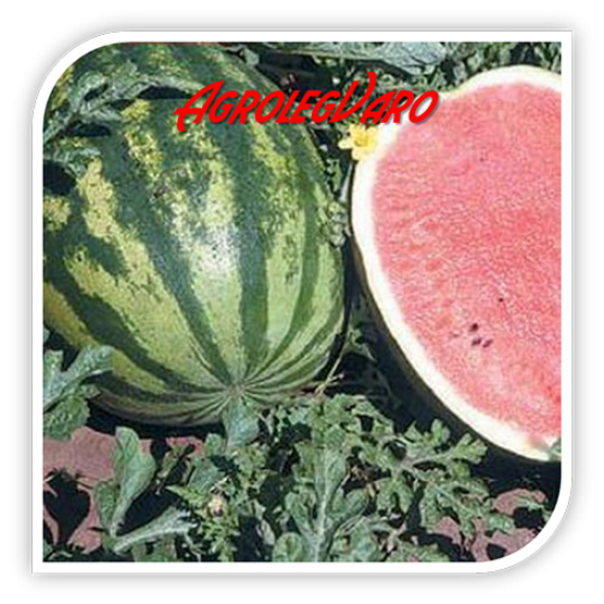 Seminte de pepene verde CRIMSON SWEET ZK