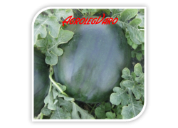 Seminte de pepene verde CRX 10041 F1