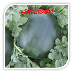 Seminte de pepene verde CRX 10041 F1