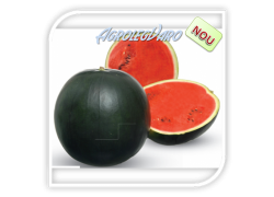 Seminte de pepene verde FIRE BALL F1