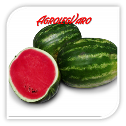 Seminte de pepene verde GRIZZLY F1