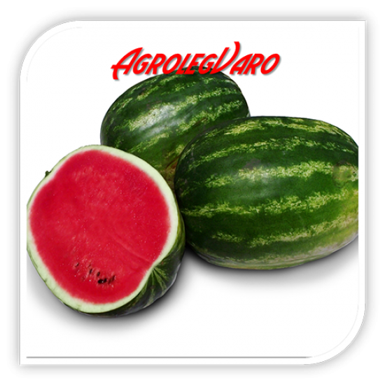 Seminte de pepene verde GRIZZLY F1