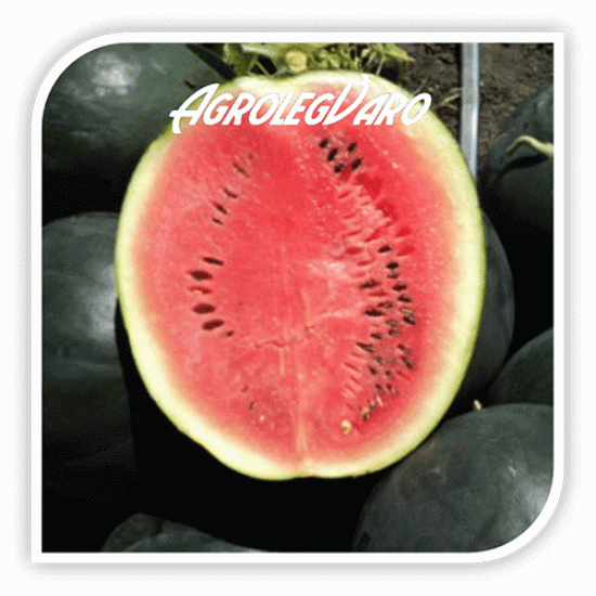 Seminte de pepene verde HUELVA F1