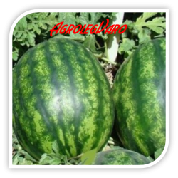 Seminte de pepene verde KADIJA F1