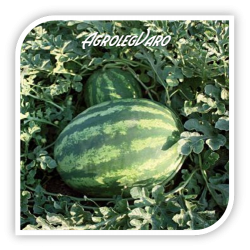 Seminte de pepene verde KARISTAN F1