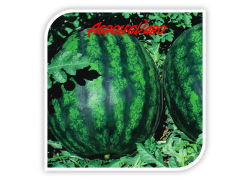 Seminte de pepene verde LIVIA F1