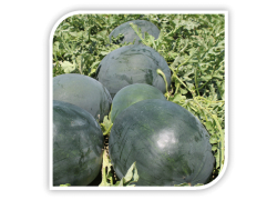 Seminte de pepene verde LORIAN F1
