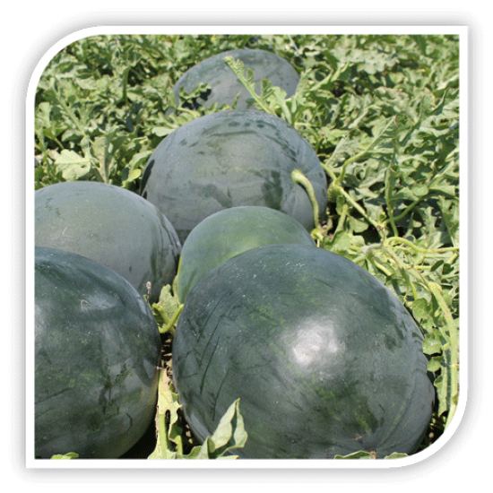 Seminte de pepene verde LORIAN F1