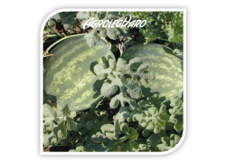 Seminte de pepene verde MADERA F1