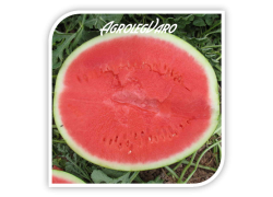 Seminte de pepene verde MADERA F1