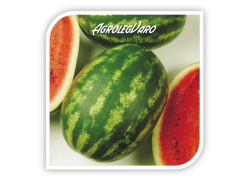 Seminte de pepene verde MELANIA F1