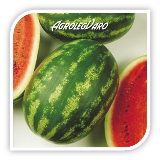 Seminte de pepene verde MELANIA F1