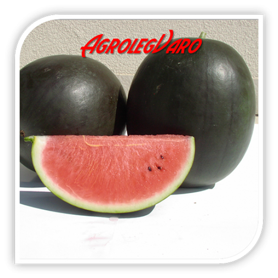 Seminte de pepene verde NOSZTALGIA F1