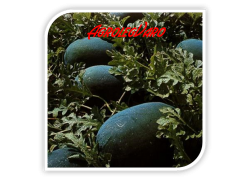 Seminte de pepene verde ODEM F1