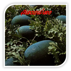 Seminte de pepene verde ODEM F1