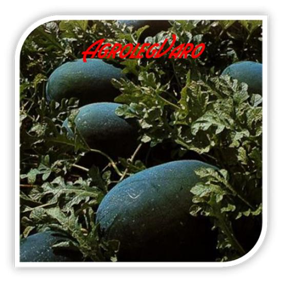 Seminte de pepene verde ODEM F1